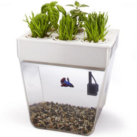 AquaFarm: An Eco-Friendly Aquaponic Fish Tank &amp; Herb Growing Kit