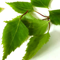 Foods to avoid if you have birch pollen allergy