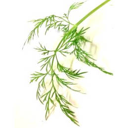 Substituting dried dill for fresh dillweed