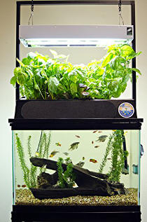 Eco-Cycle Aquaponic Kit