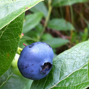 Blueberry