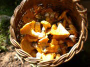 chanterelles