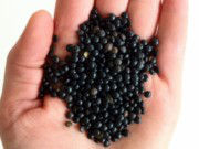Health benefits of eating black beans