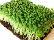 Garden Cress