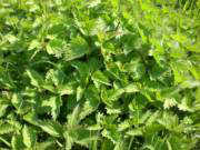 Nettle