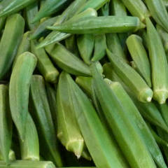 Okra