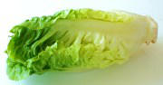 Romaine