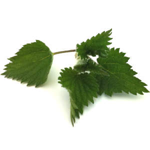 Stinging Nettle