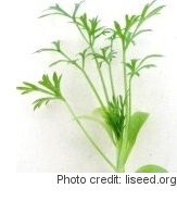 Cilantro microgreens grown indoors