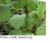 Kohlrabi micro greens grown at home