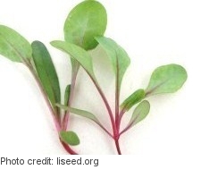 Baby beet greens grown indoors