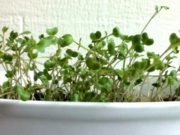 broccoli microgreens grown indoors in winter