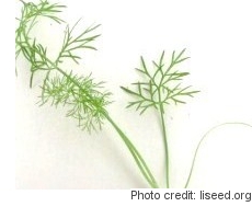 Fennel microgreens grown indoors