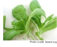 Garland chrysanthemum baby greens