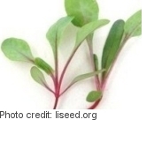 Baby chard grown indoors