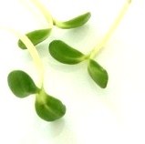 Sunflower shoots grown indoors