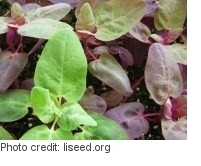 Growing orach microgreens