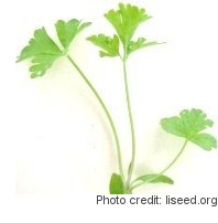 Grow curly parsley microgreens indoors