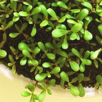 How to Grow Purslane Microgreens in a Container