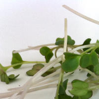 5 Health Benefits of Broccoli Sprouts