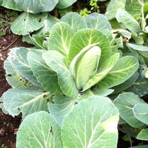 Collard Greens Health Benefits