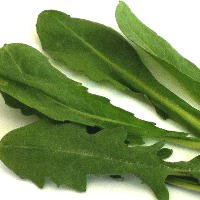 6 Health Benefits of Dandelion Greens