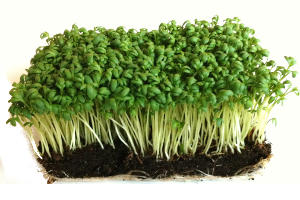 Cress, Definition, Examples, Edible, Uses, & Facts