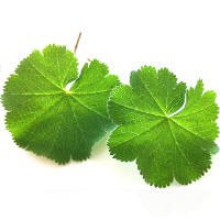 Lady's mantle tea