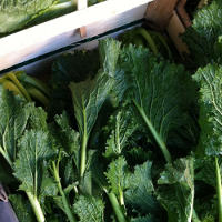 Mustard Greens Health Benefits