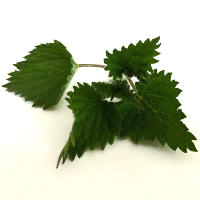 Nettle's Health Benefits