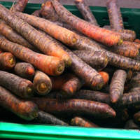 Nutrition of Purple vs Orange Carrots