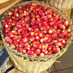 Oca Root - Oxalis Tuberosa