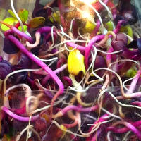 Radish Sprouts Health Benefits