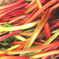 Is Rhubarb Healthy?