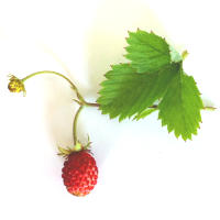 Wild Strawberry Leaf Tea