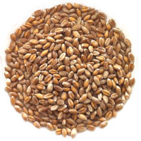 Barley and Diabetes