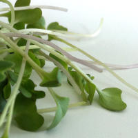 Can Broccoli Sprouts Kill H Pylori Bacteria?