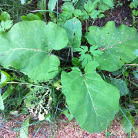 Benefits of Burdock Root