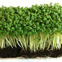 Cress and Beta-Carotene