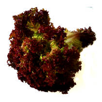 Green vs Red Lettuce