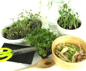 growing microgreens