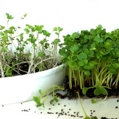 Microgreens Are Rich in Beta-Carotene