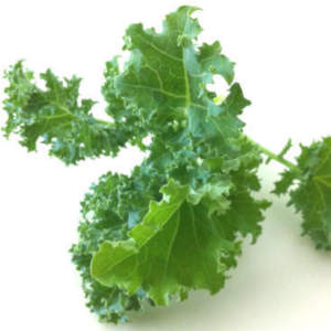 Moringa Comparison Chart