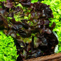 Red Oak Leaf Lettuce