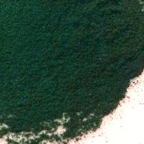 Spirulina and Cancer