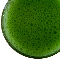 Spirulina and Weight Loss